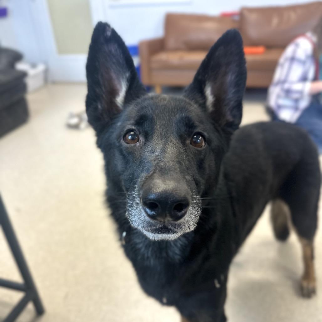 Remi, a Adoptable German Shepherd Dog in Murray, UT image 4/6