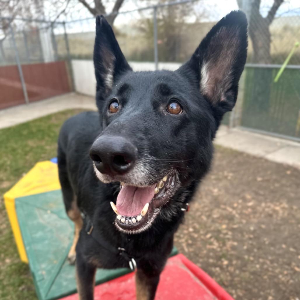 Remi, a Adoptable German Shepherd Dog in Murray, UT image 5/6