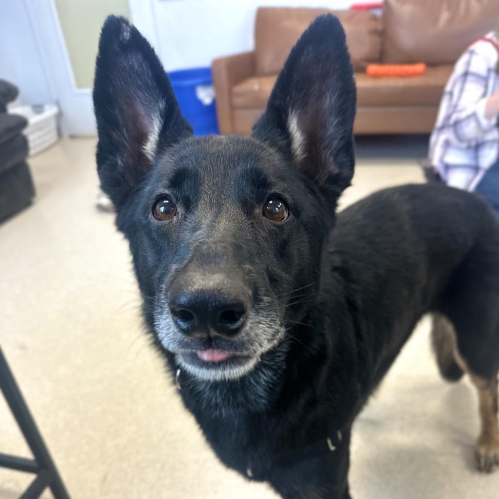 Remi, a Adoptable German Shepherd Dog in Murray, UT image 6/6