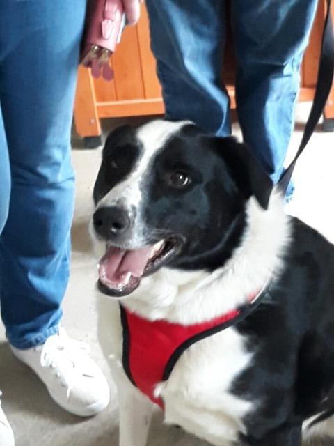Onyx, a Adoptable Border Collie in Indianapolis, IN image 4/6