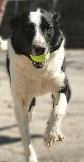 Onyx, Adoptable, Senior Male Border Collie.