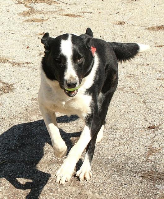 Onyx, a Adoptable Border Collie in Indianapolis, IN image 5/6