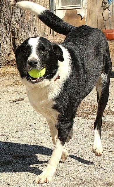 Enlarge Onyx, a Adoptable Border Collie in Indianapolis, IN image 5/6
