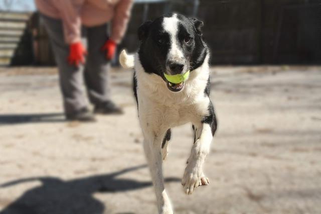 Enlarge Onyx, a Adoptable Border Collie in Indianapolis, IN image 4/6