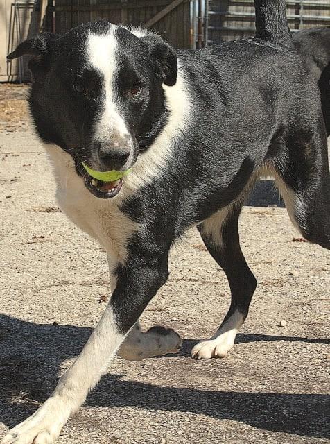 Enlarge Onyx, a Adoptable Border Collie in Indianapolis, IN image 5/6