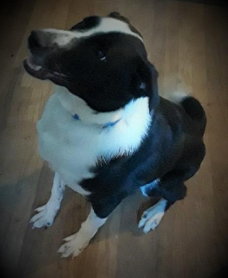 Enlarge Onyx, a Adoptable Border Collie in Indianapolis, IN image 6/6