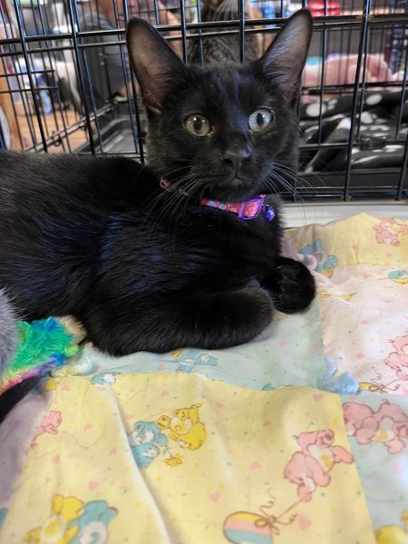 Betty FF16022, a Adoptable mixed breed in Omaha, NE image 1/6