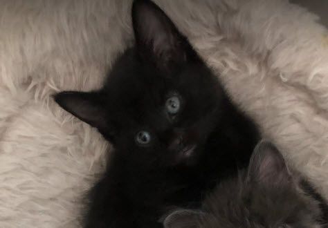 Betty FF16022, a Adoptable mixed breed in Omaha, NE image 2/6