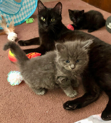 Betty FF16022, Adoptable, Kitten Female Domestic Short Hair.