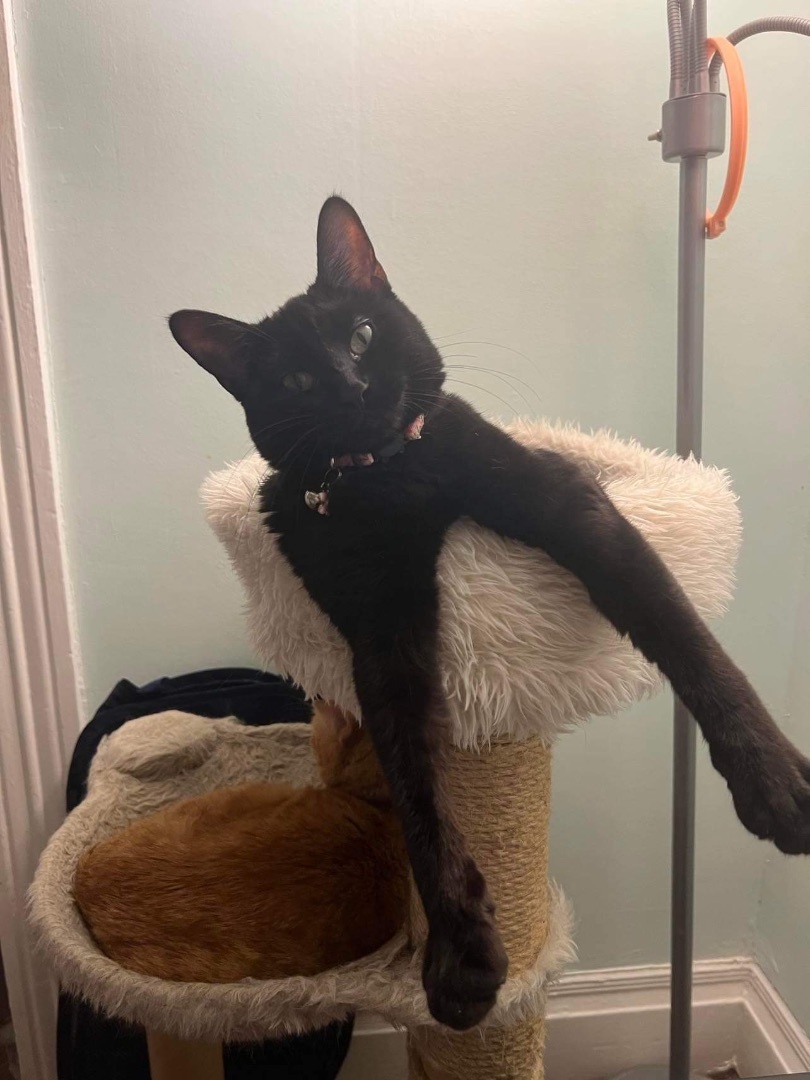 Betty FF16022, a Adoptable mixed breed in Omaha, NE image 5/6