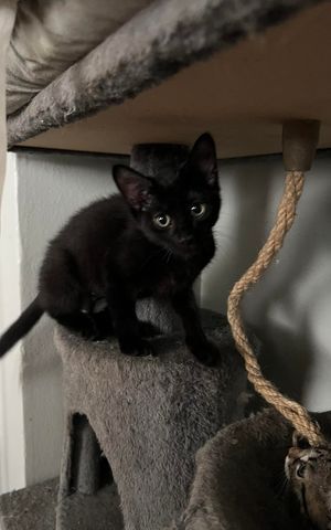 Betty FF16022, a Adoptable mixed breed in Omaha, NE image 6/6