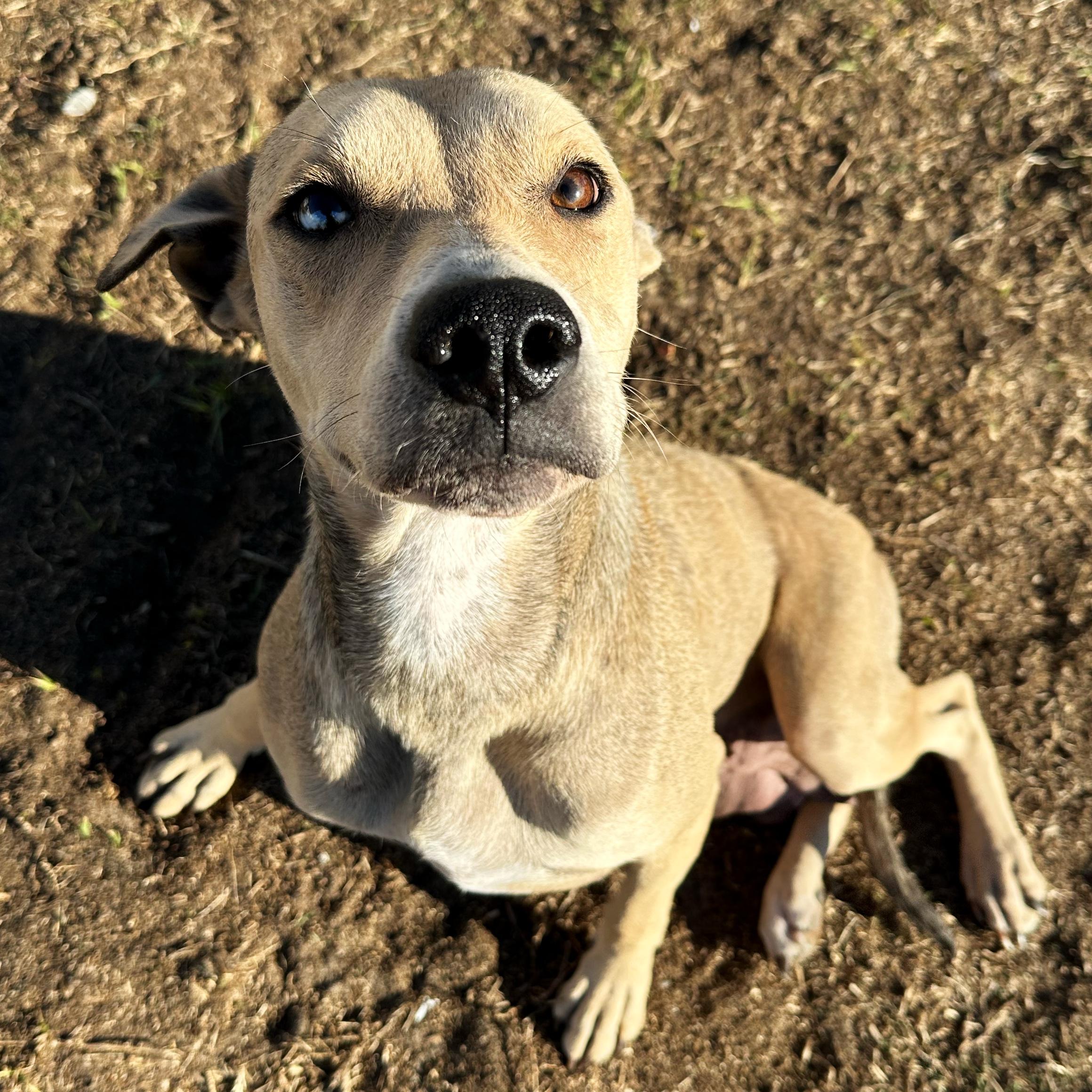 Enlarge Helen, a ADOPTABLE mixed breed in Valdosta, GA image 1/1