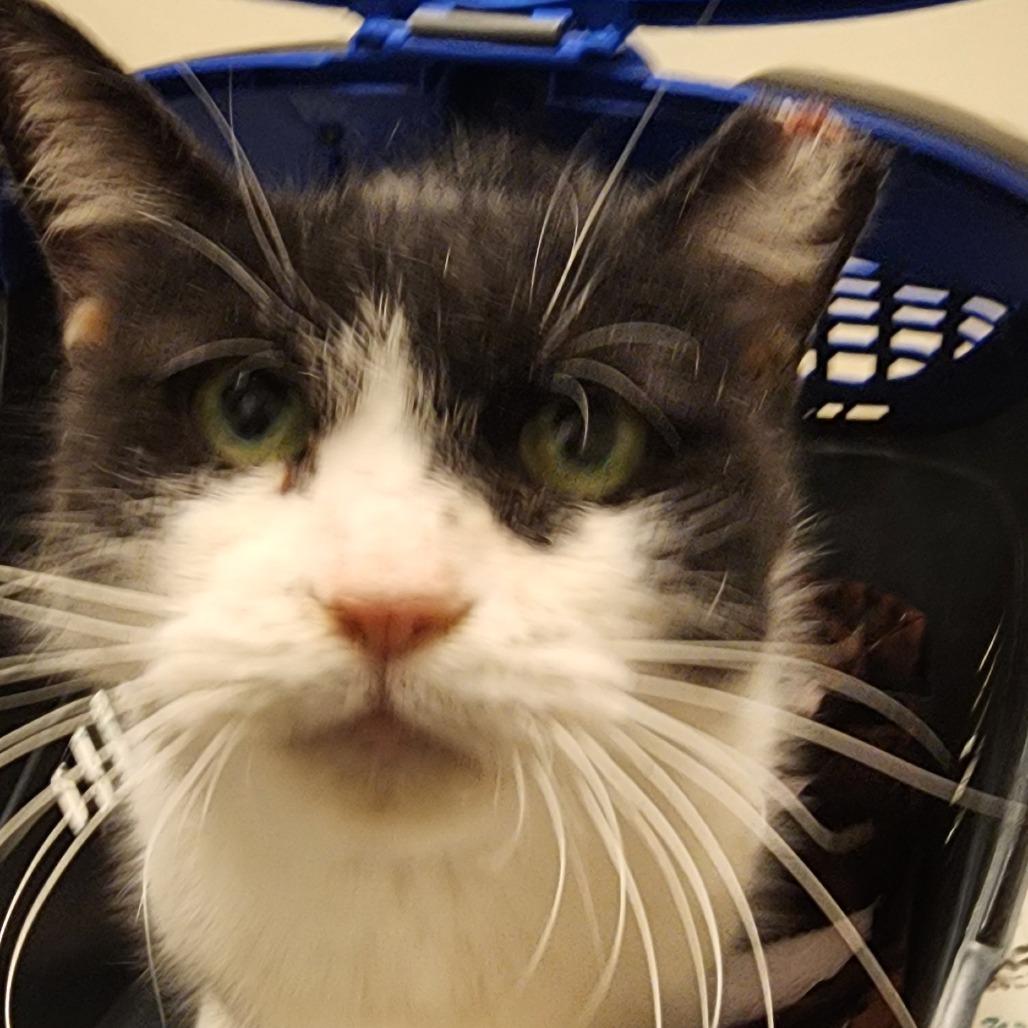 Bubbles, Adoptable, Adult Female Domestic Short Hair.