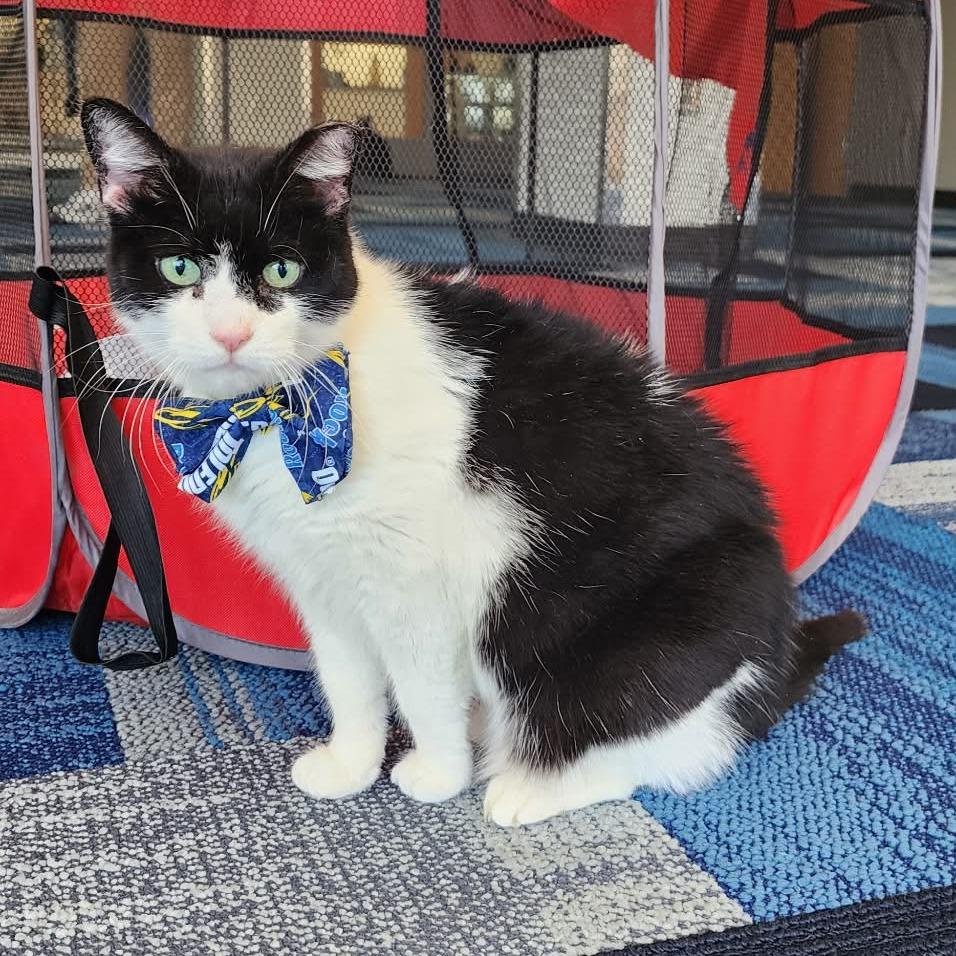 Bubbles, Adoptable, Adult Female Domestic Short Hair.