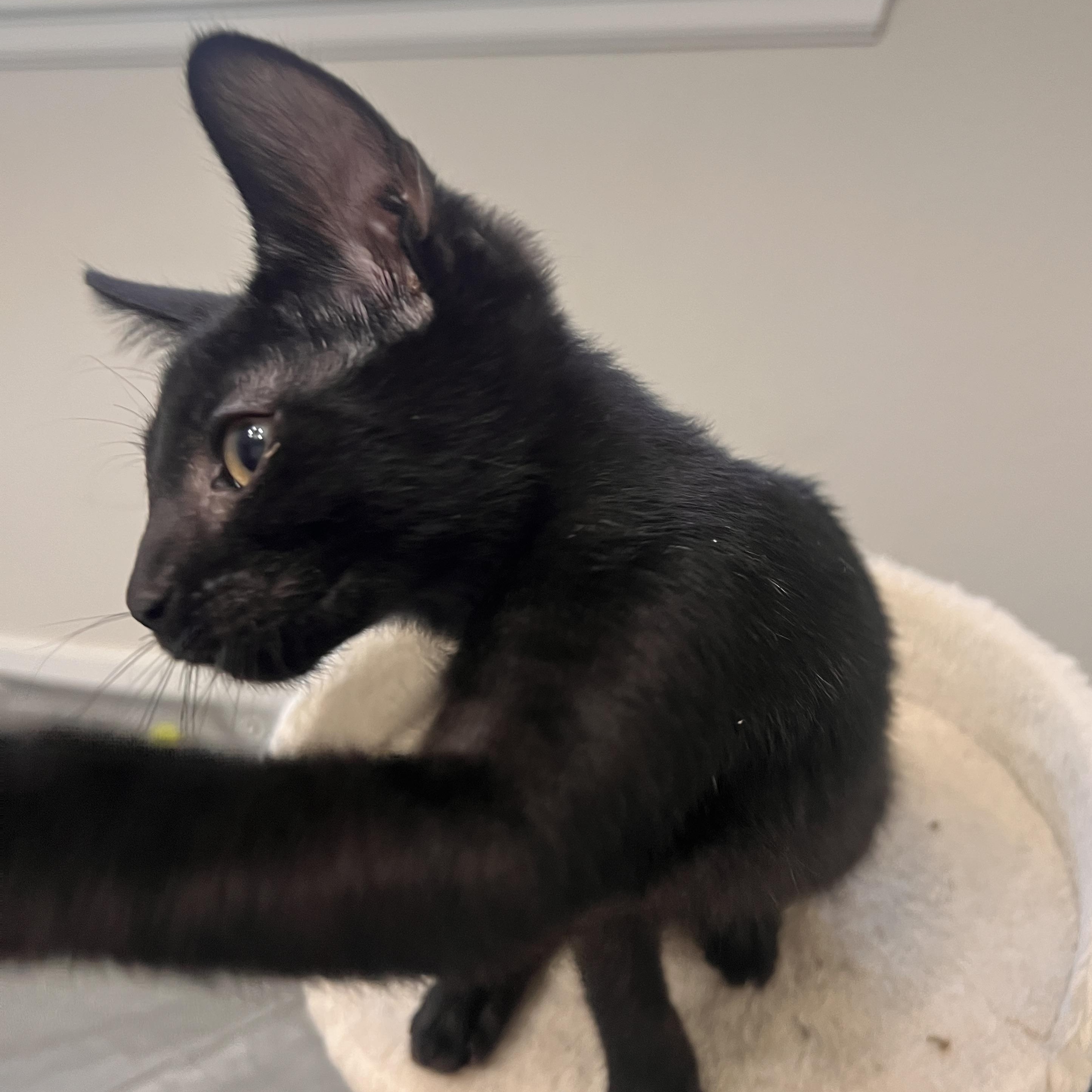 Enlarge Paul Somers, a Adoptable Domestic Short Hair in Denver, CO image 4/5