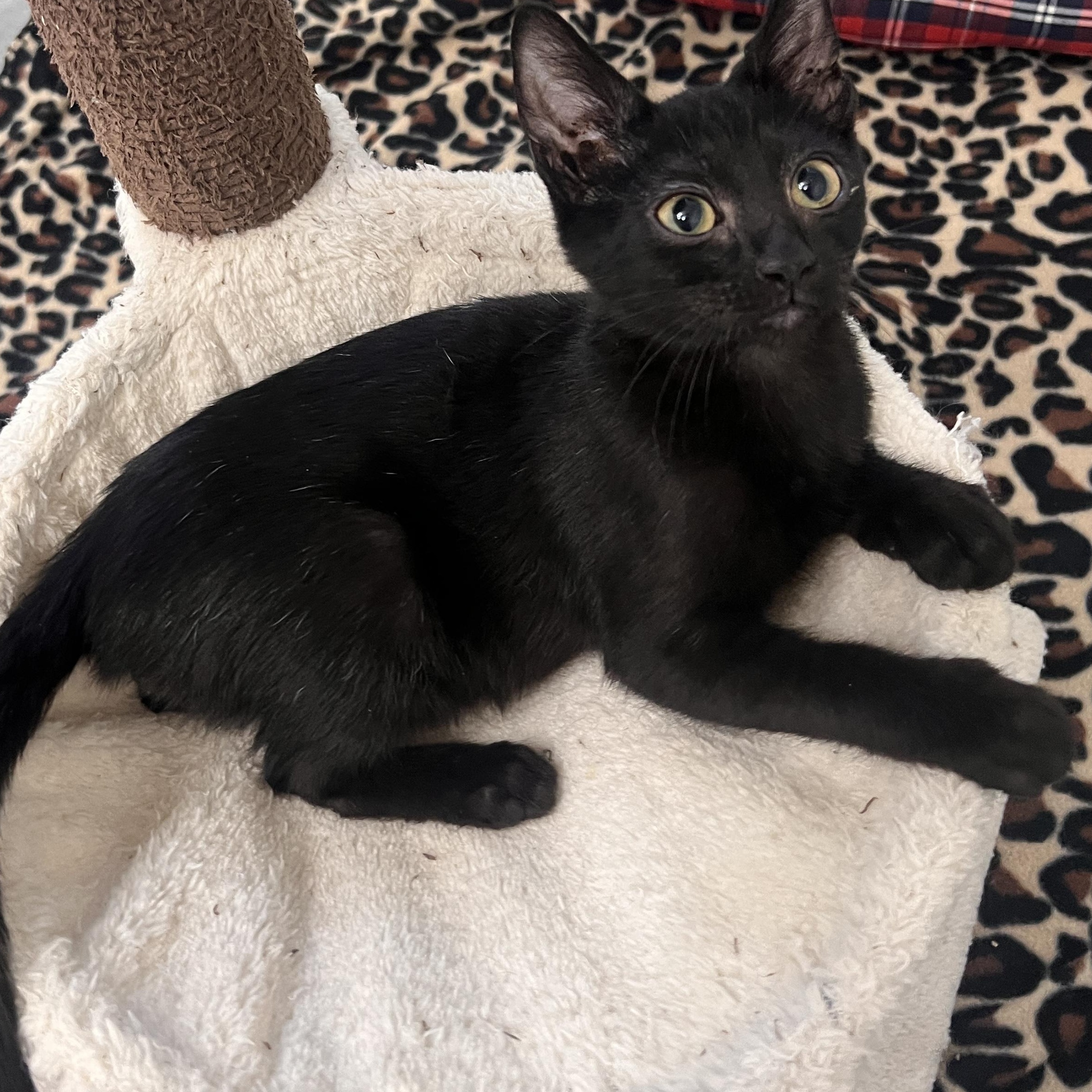 Enlarge Paul Somers, a Adoptable Domestic Short Hair in Denver, CO image 5/5