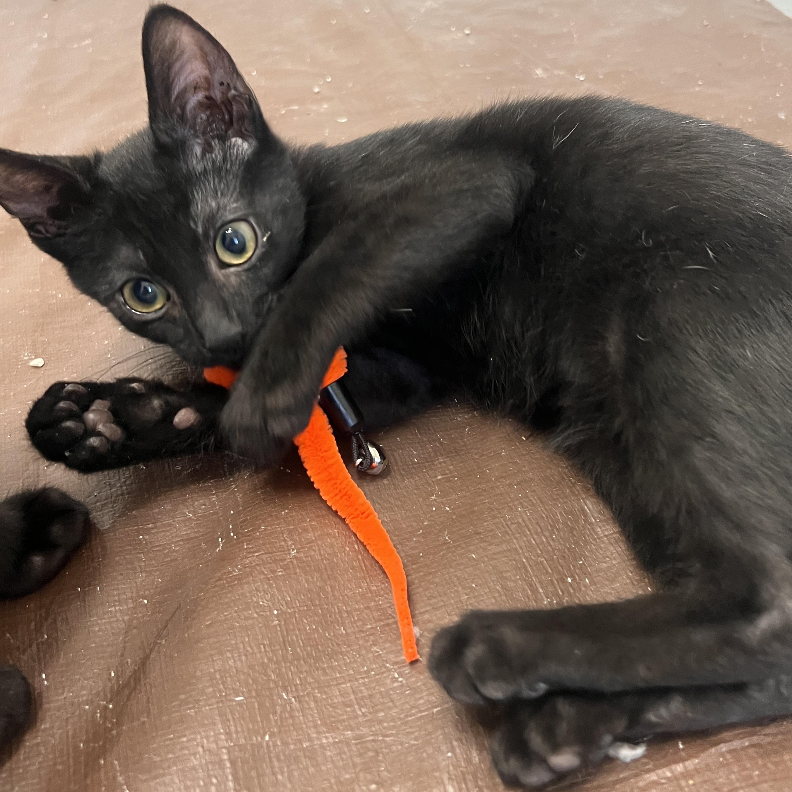 Enlarge Paul Somers, a Adoptable Domestic Short Hair in Denver, CO image 3/5