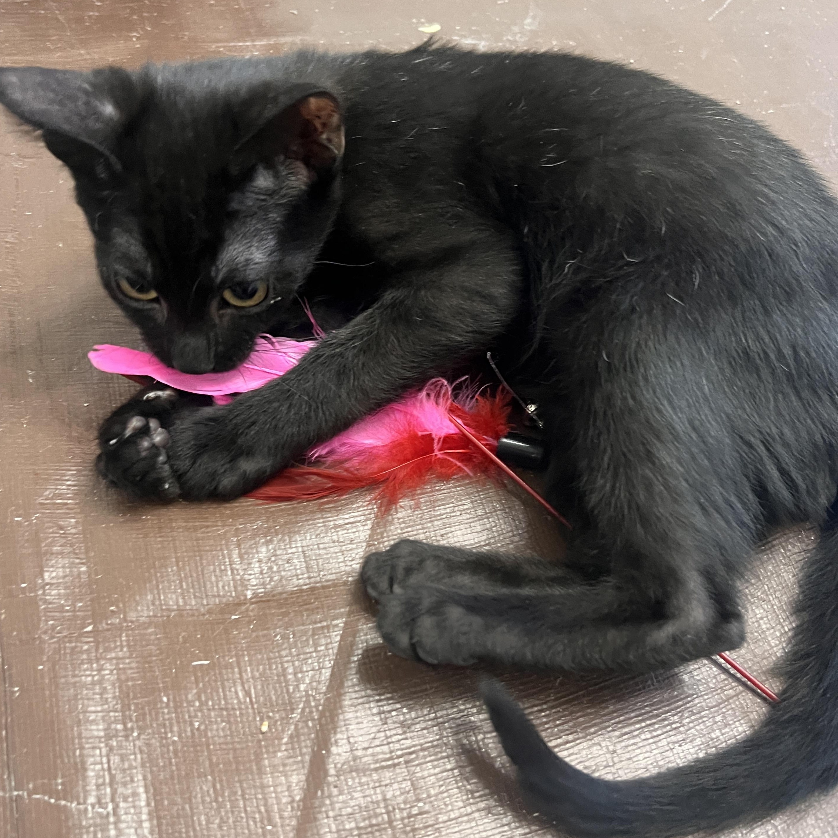 Enlarge Paul Somers, a Adoptable Domestic Short Hair in Denver, CO image 2/5