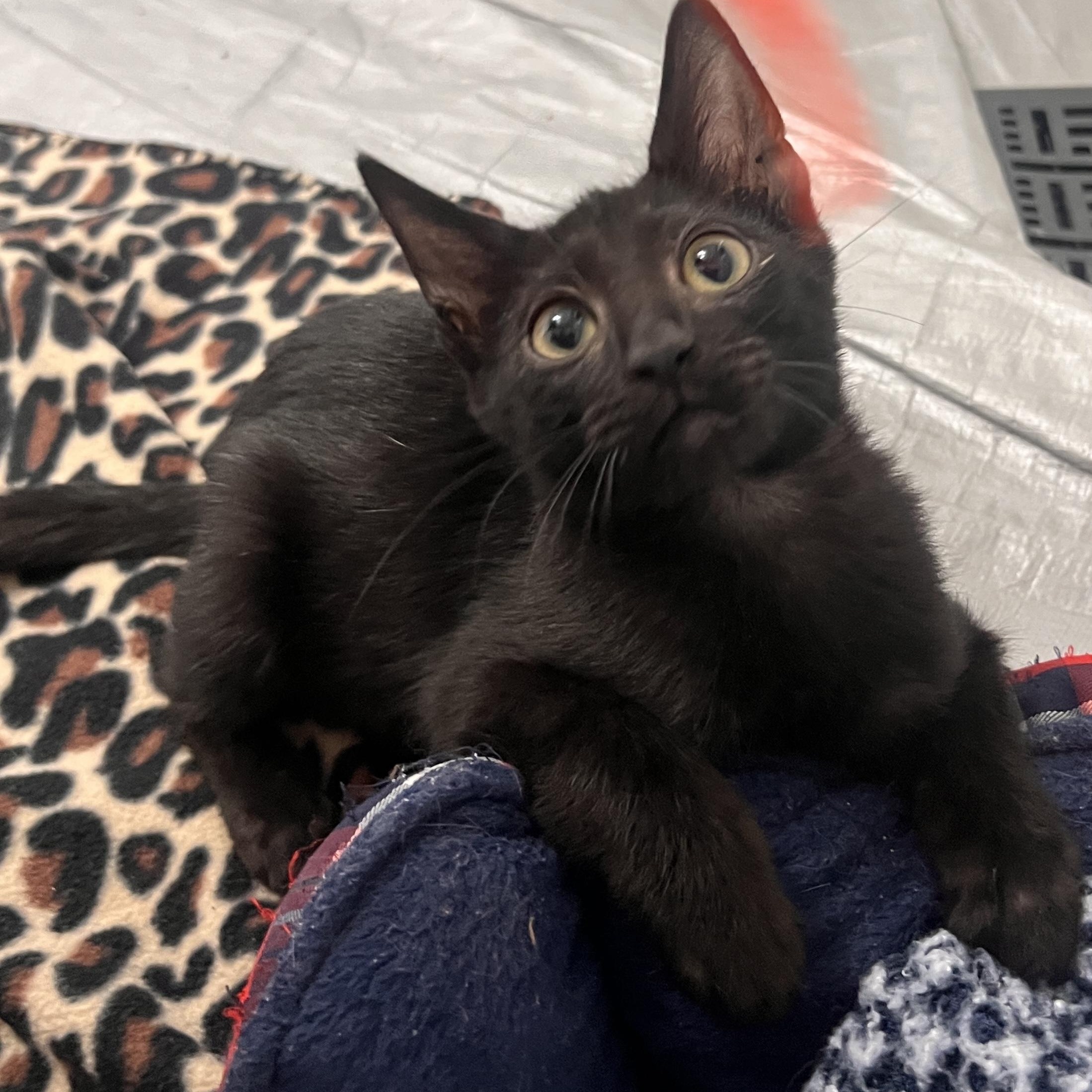 Paul Somers, Adoptable, Kitten Male Domestic Short Hair.
