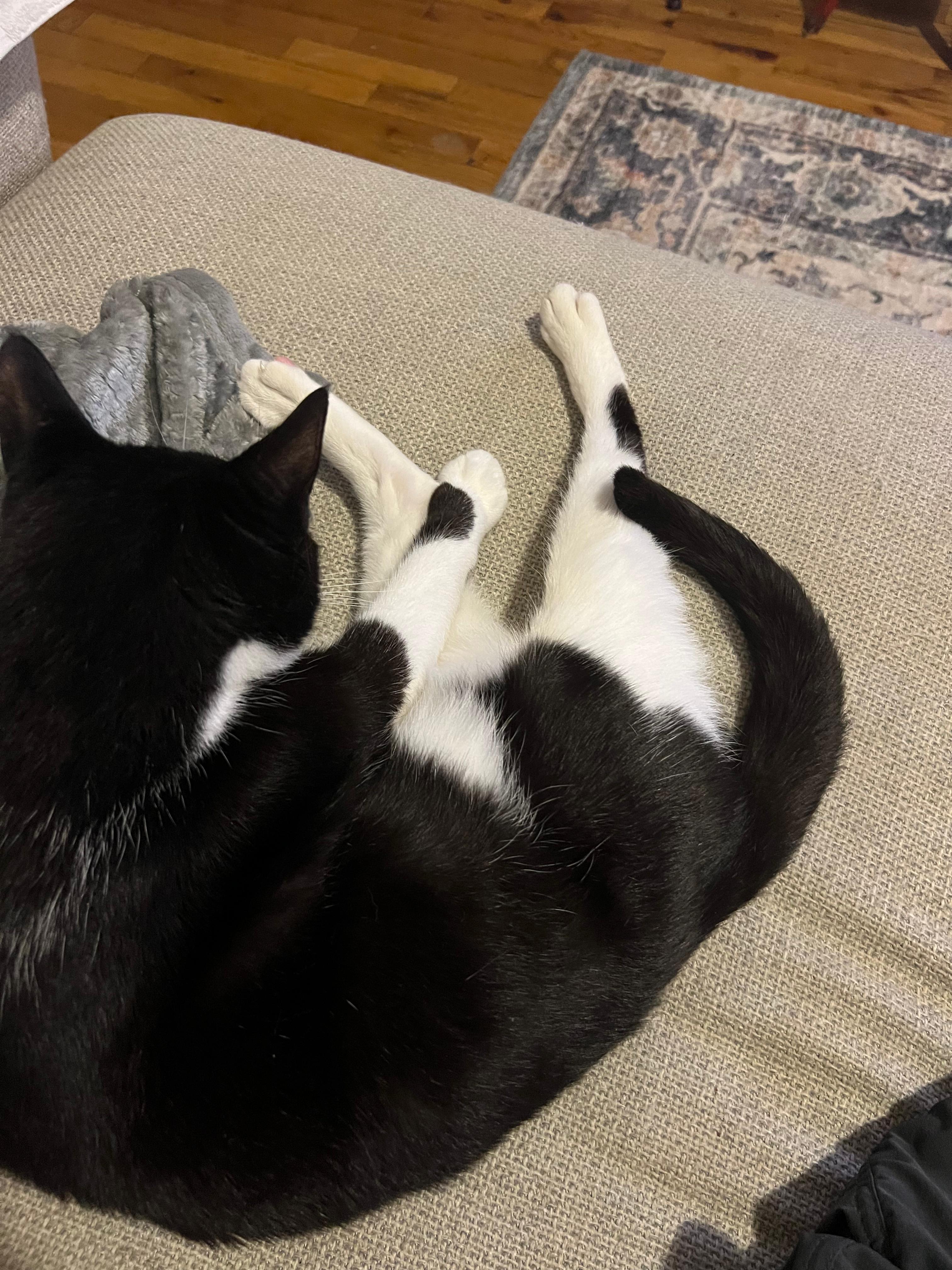 Milk, a ADOPTABLE Domestic Short Hair in Brooklyn, NY image 2/2