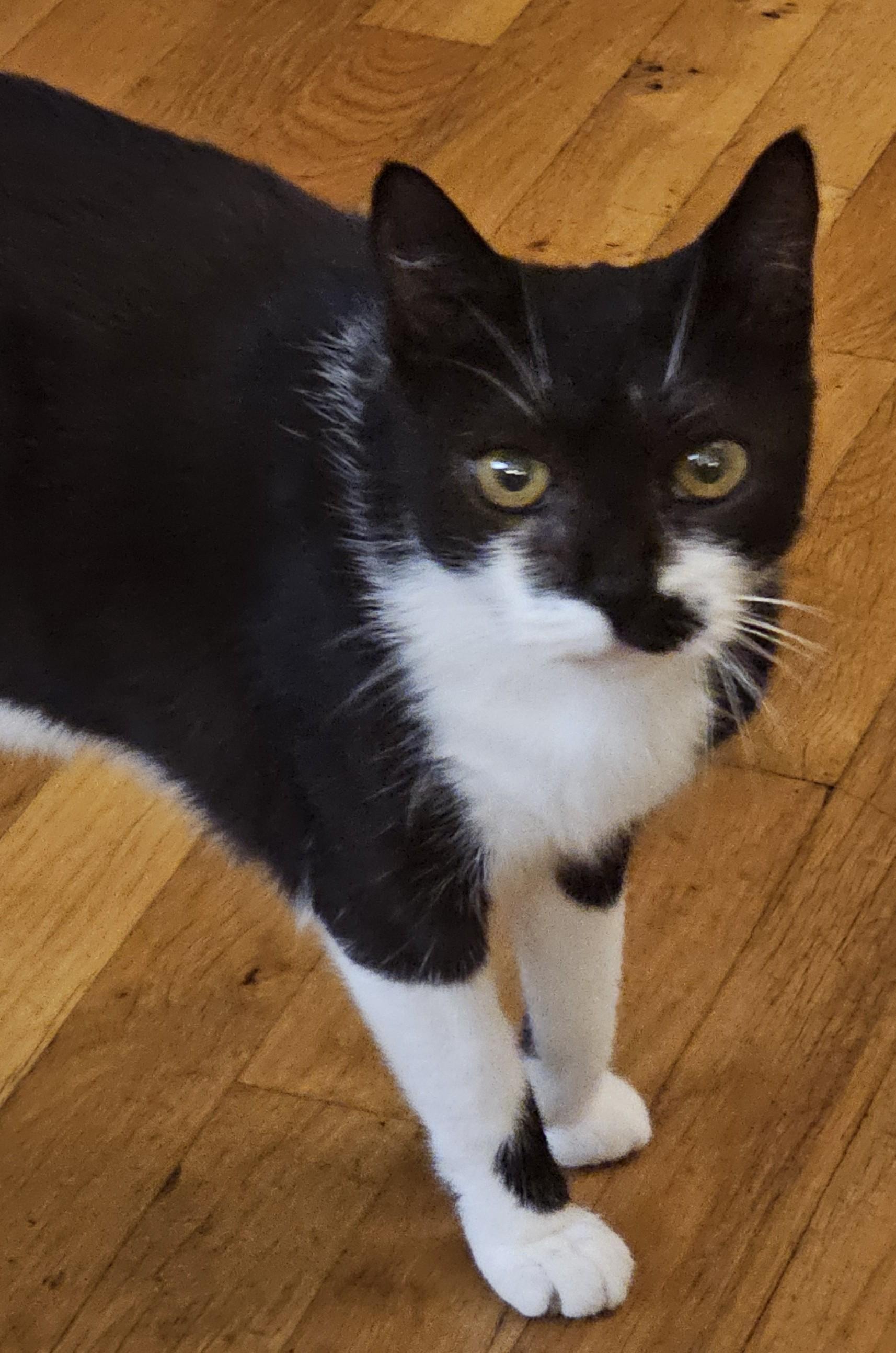 Milk, a ADOPTABLE Domestic Short Hair in Brooklyn, NY image 1/2