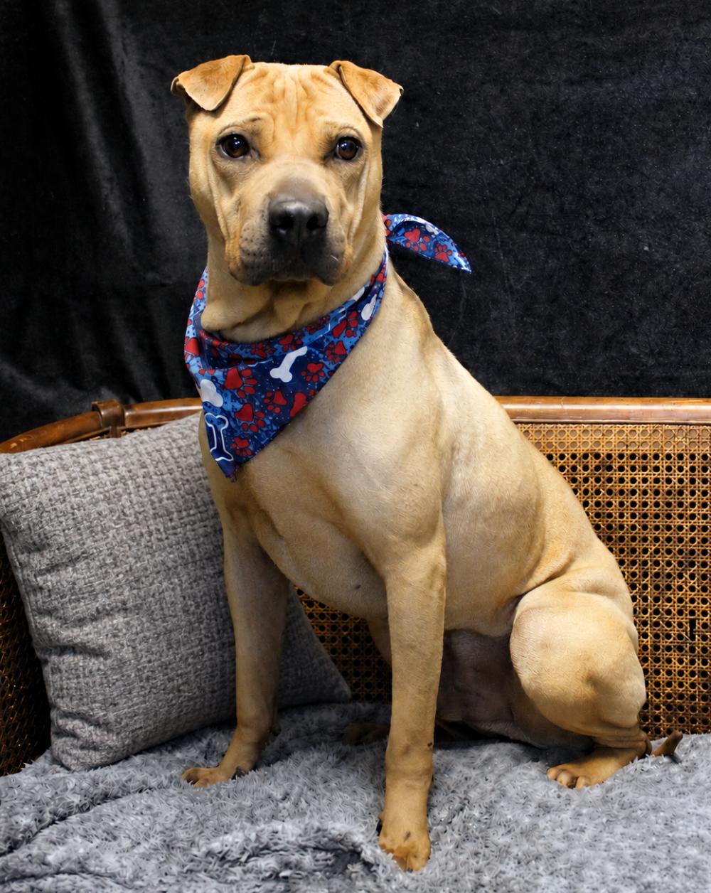 Hugo, an adoptable Shar-Pei in Cheboygan, MI image 5/6