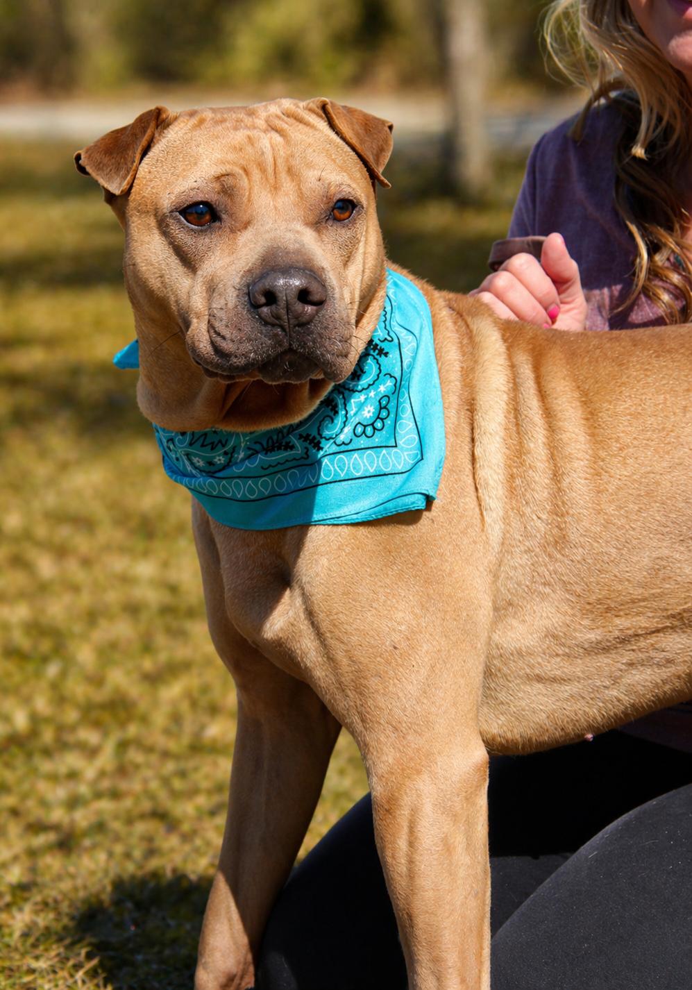 Enlarge Hugo, an adoptable Shar-Pei in Cheboygan, MI image 5/5