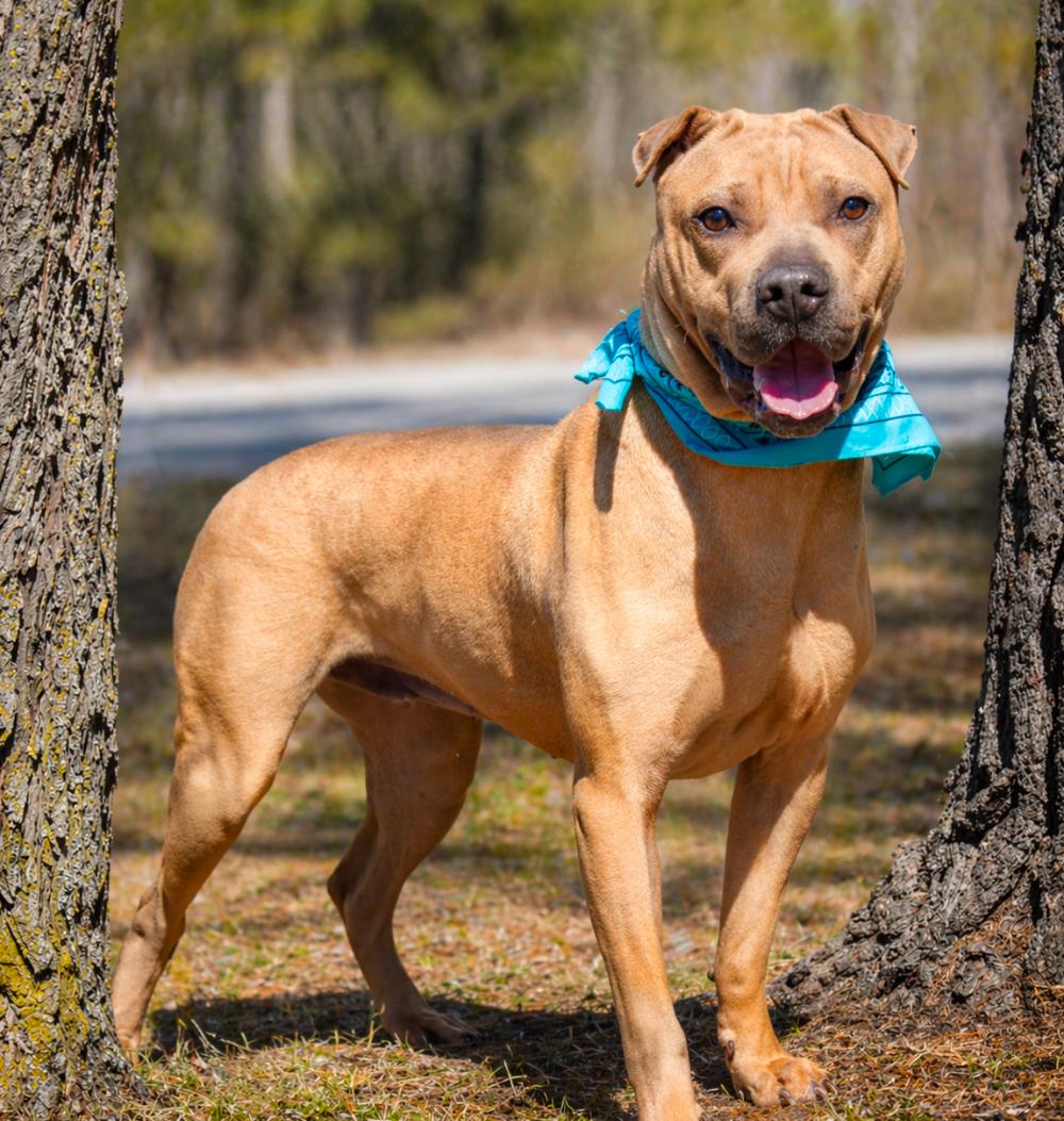 Enlarge Hugo, an adoptable Shar-Pei in Cheboygan, MI image 4/5