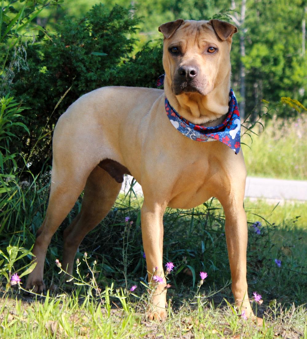 Hugo, an adoptable Shar-Pei in Cheboygan, MI image 3/6