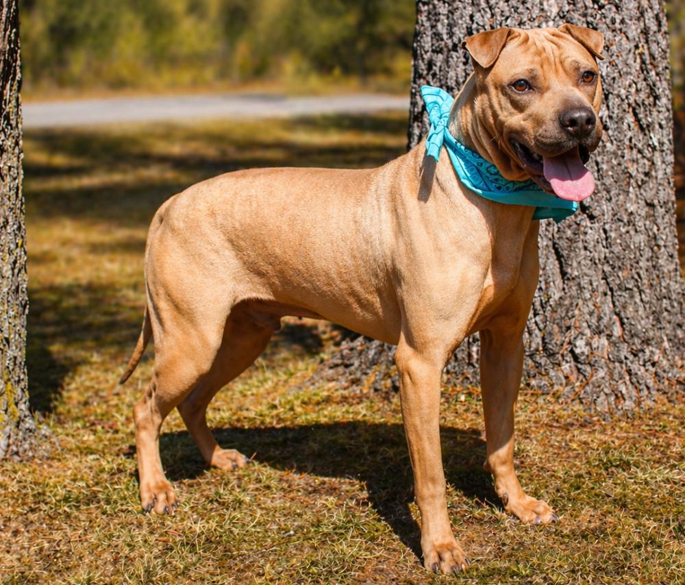 Enlarge Hugo, an adoptable Shar-Pei in Cheboygan, MI image 2/5