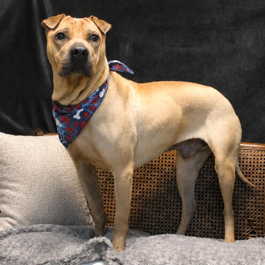 Hugo, an adoptable Shar-Pei in Cheboygan, MI image 1/6