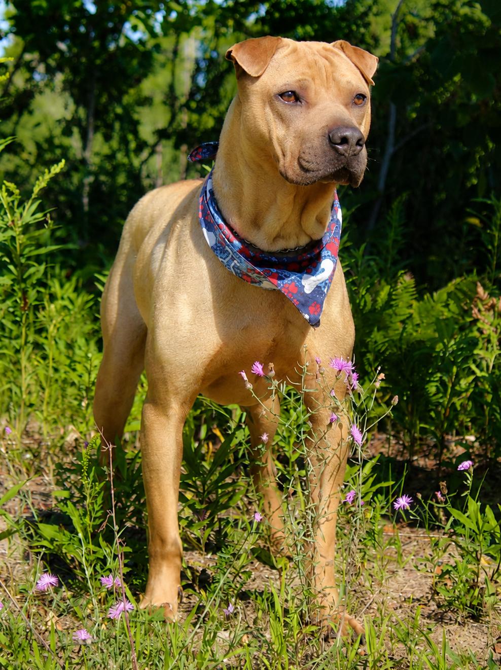 Hugo, an adoptable Shar-Pei in Cheboygan, MI image 4/6