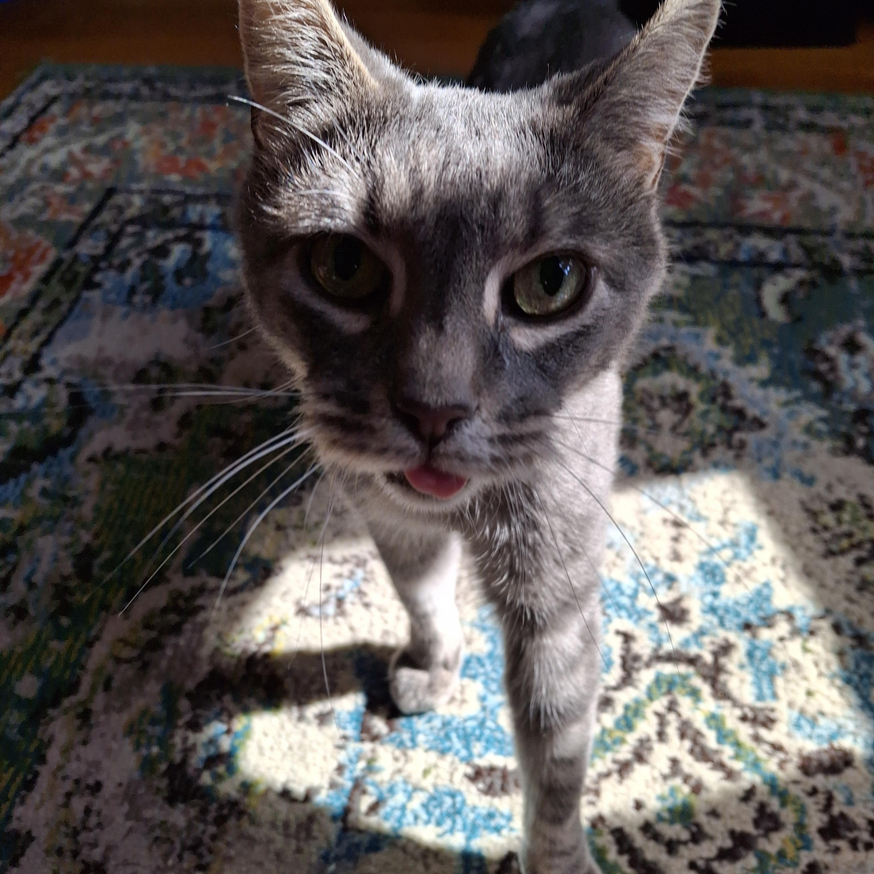 Bootsy, a Adoptable Domestic Short Hair in Brooklyn, NY image 2/3