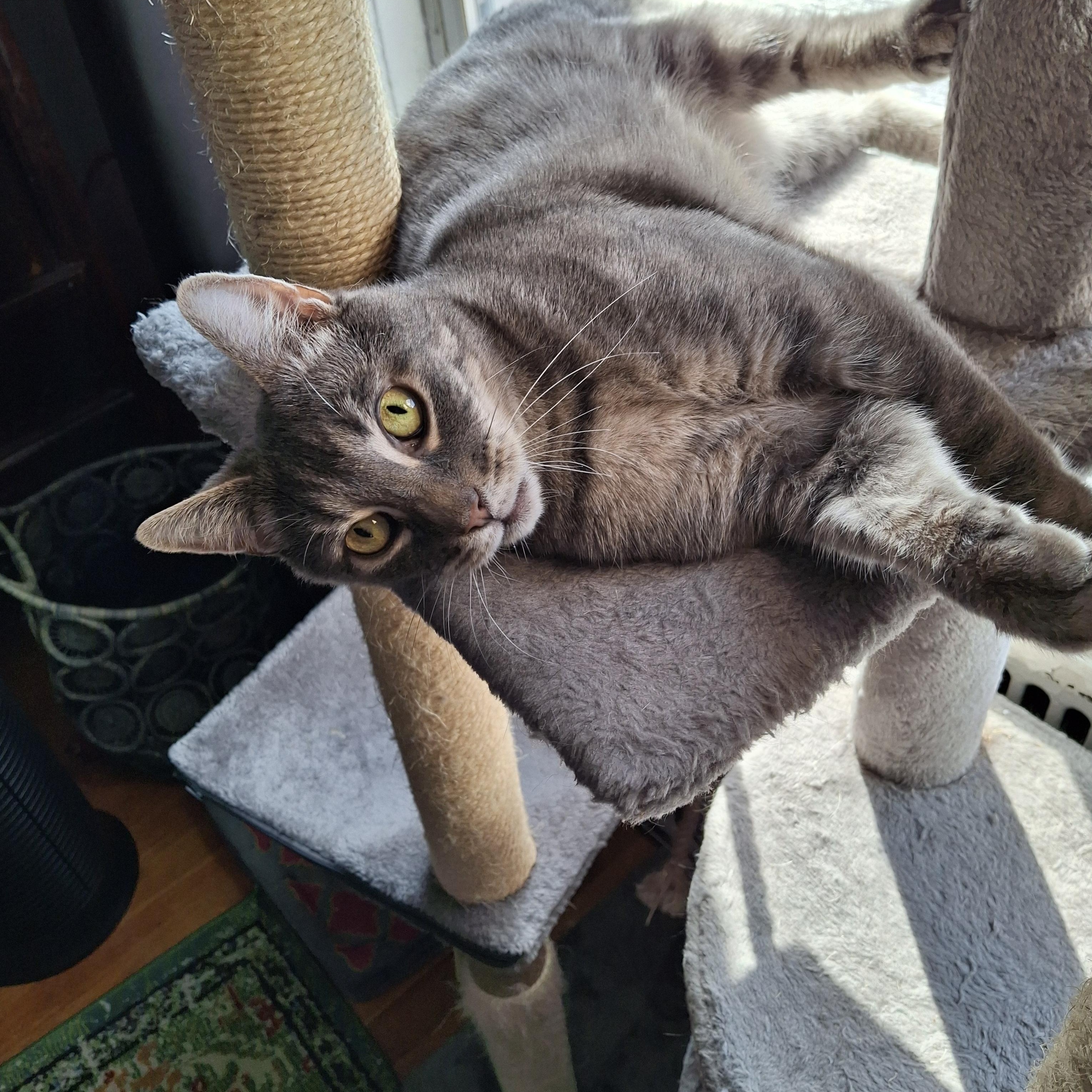 Bootsy, Adoptable, Senior Male Domestic Short Hair.