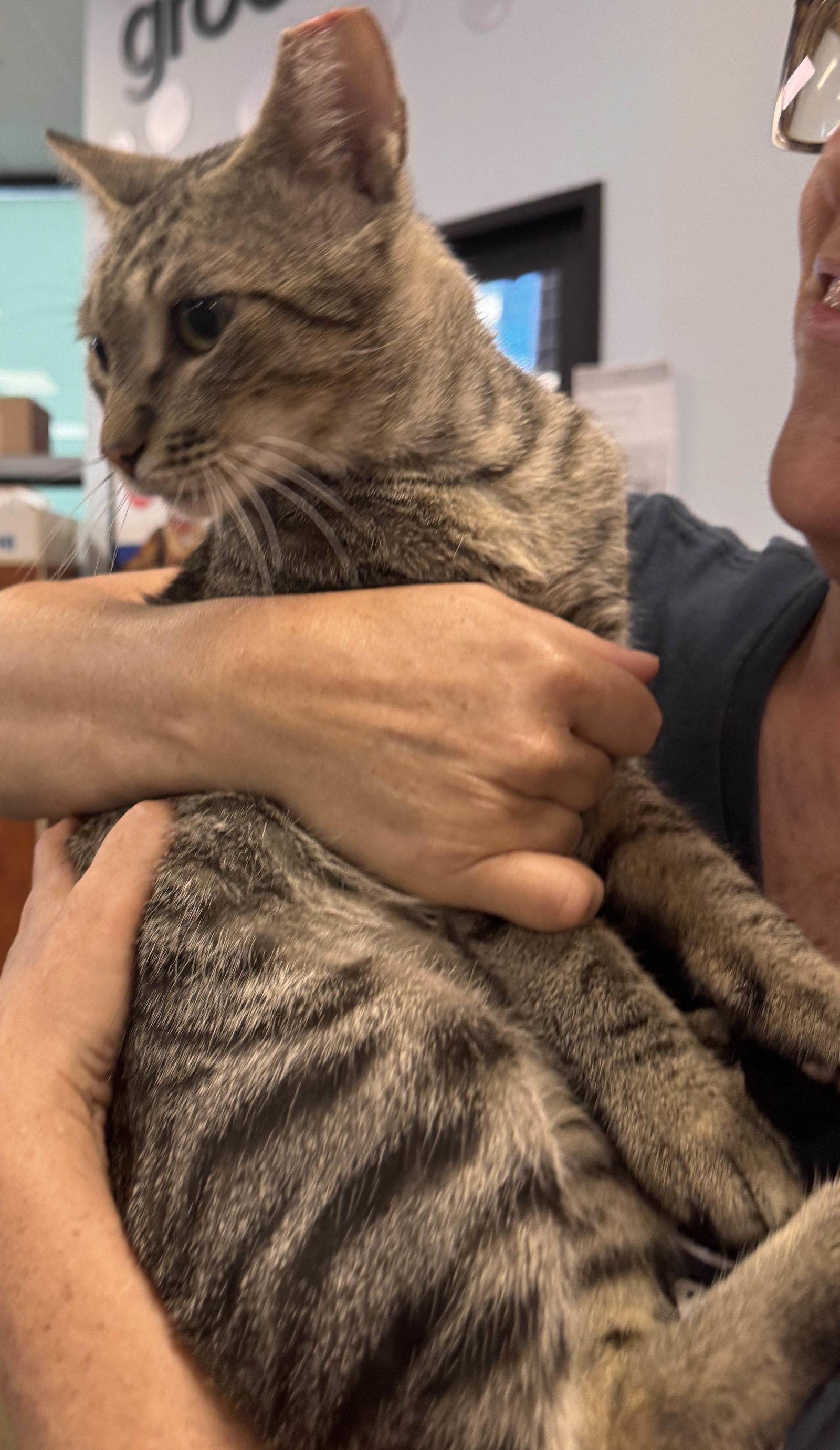 Taffy, Adoptable, Young Male Domestic Short Hair.
