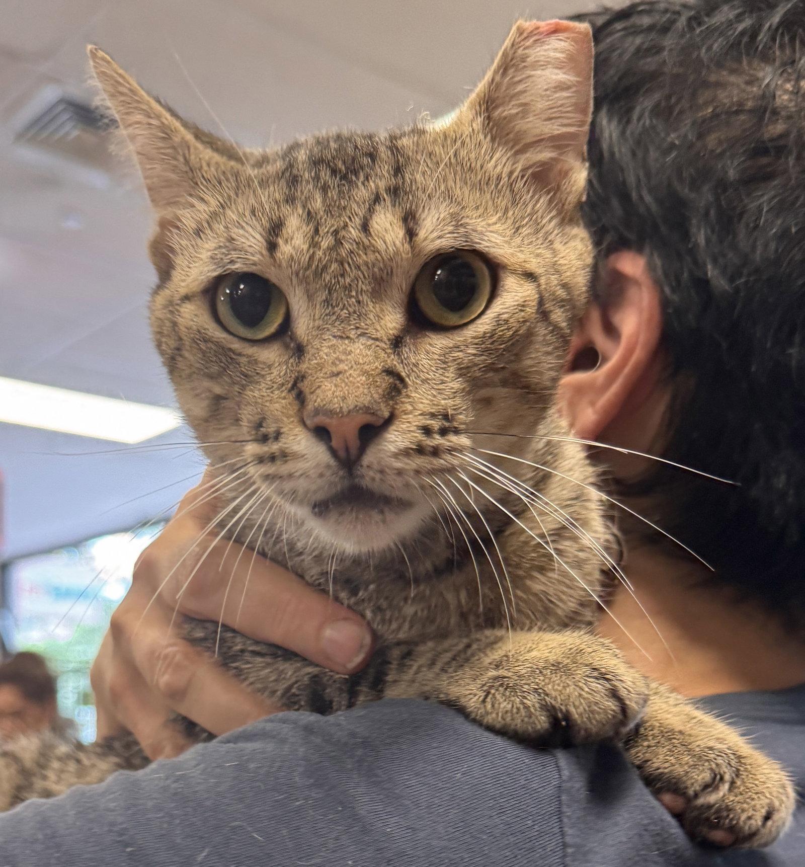 Enlarge Taffy, a Adoptable Domestic Short Hair in Brooklyn, NY image 2/3