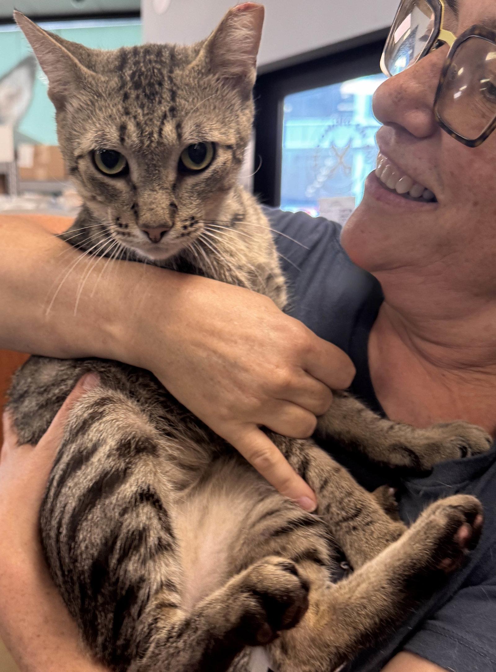 Enlarge Taffy, a Adoptable Domestic Short Hair in Brooklyn, NY image 3/3