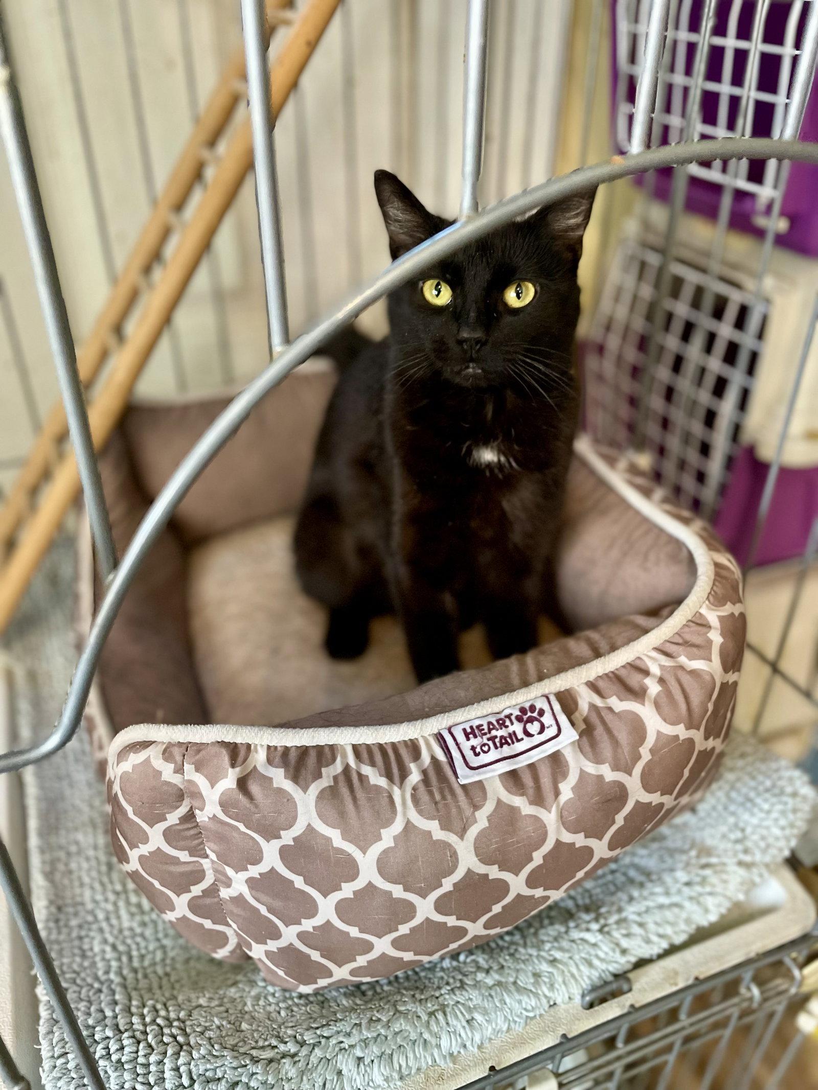 Dottie, Adopted, Young Female American Shorthair.