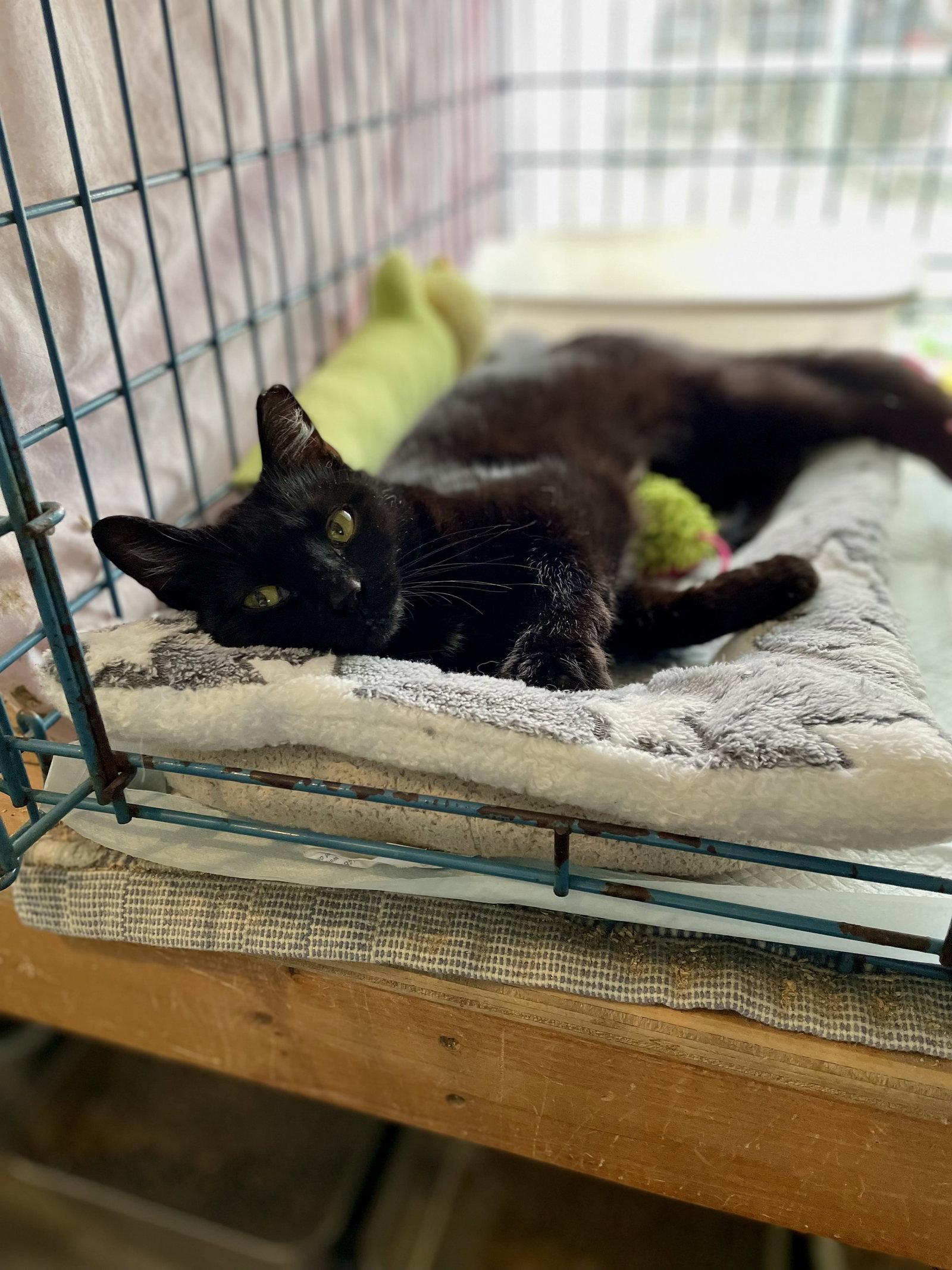 Dottie, a Adopted American Shorthair in Ranson, WV image 2/2