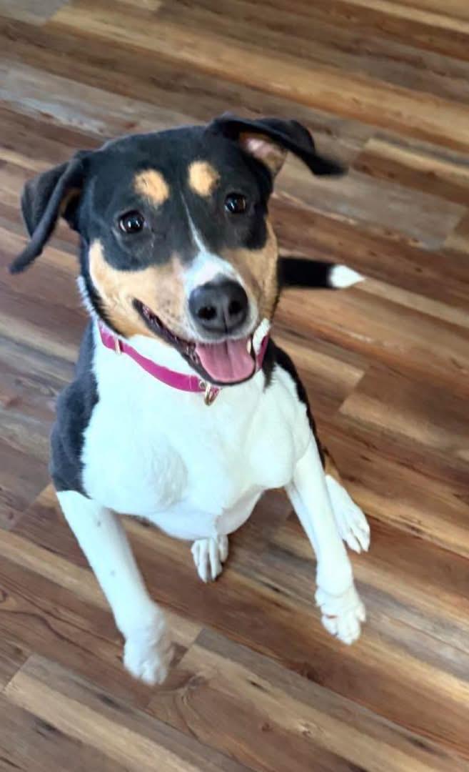 Enlarge Stevie (female), a ADOPTABLE mixed breed in Southington, CT image 2/6