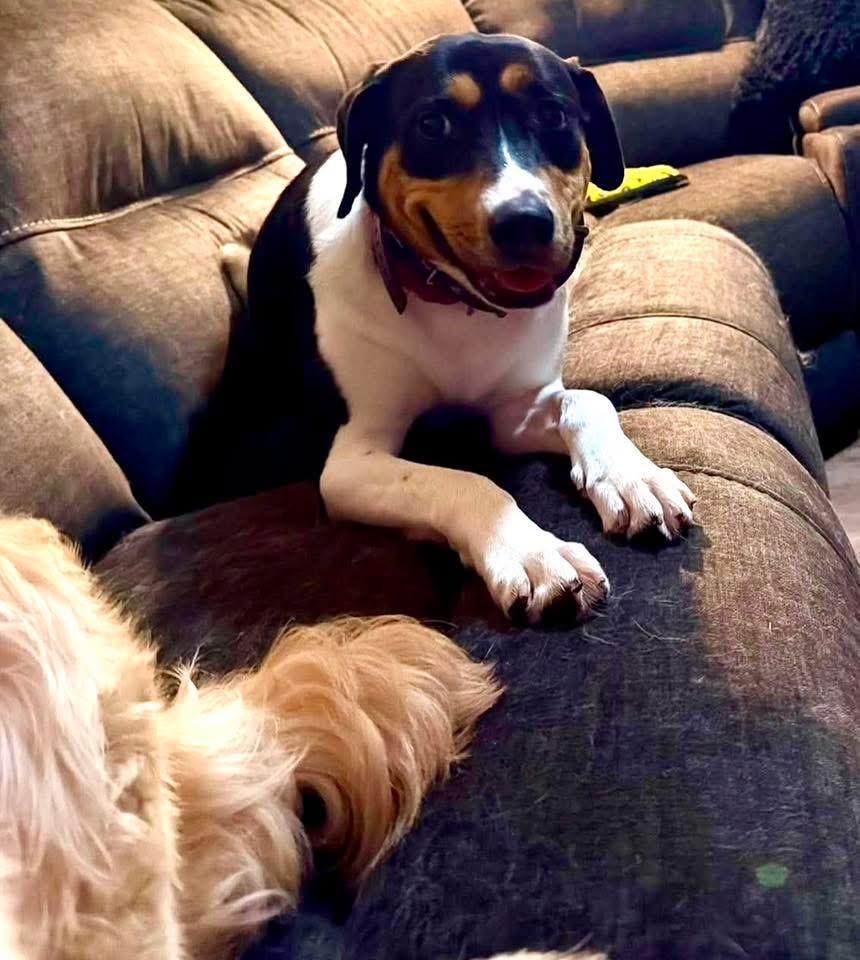 Enlarge Stevie (female), a ADOPTABLE mixed breed in Southington, CT image 4/6