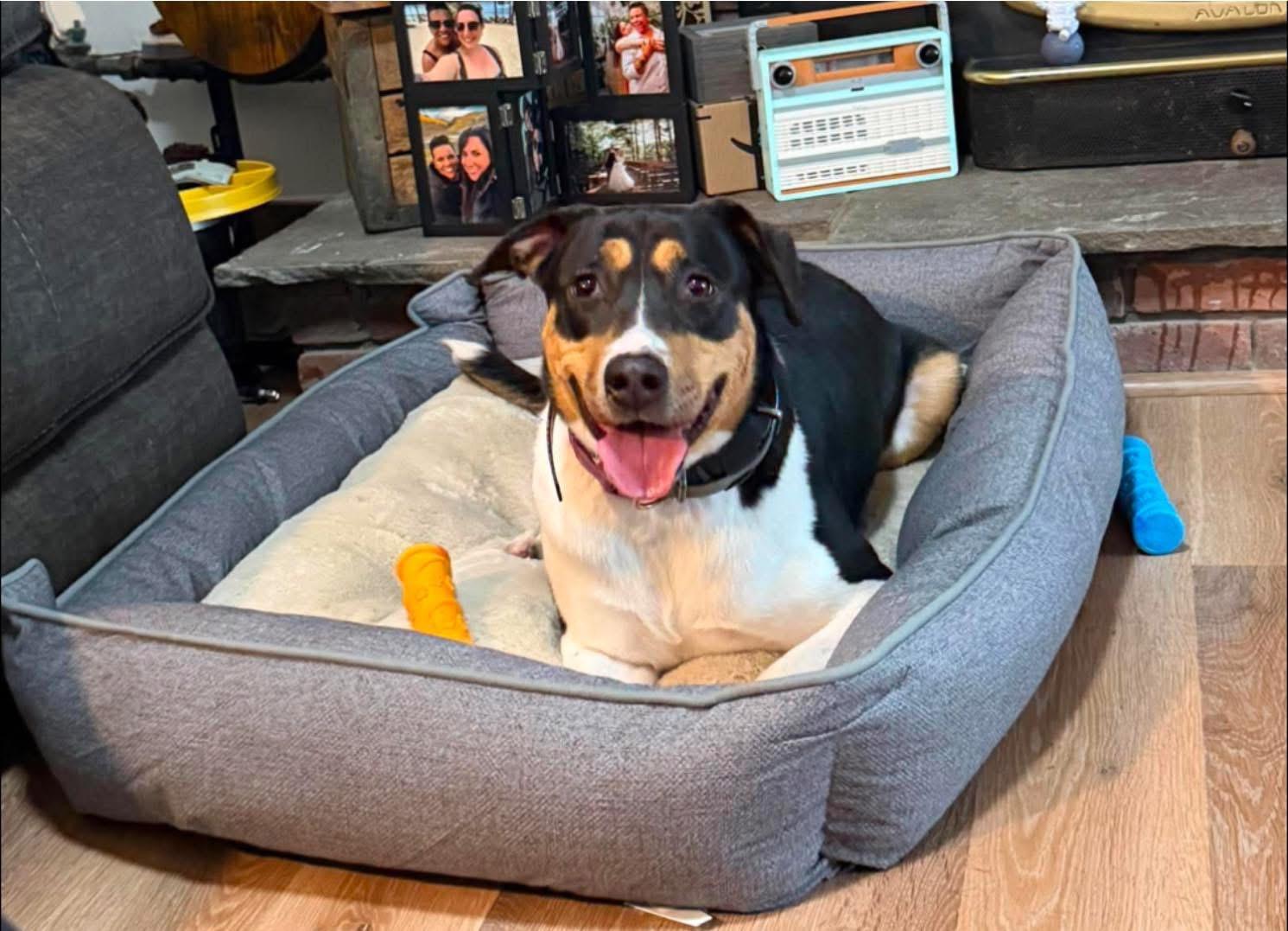 Enlarge Stevie (female), a ADOPTABLE mixed breed in Southington, CT image 5/6