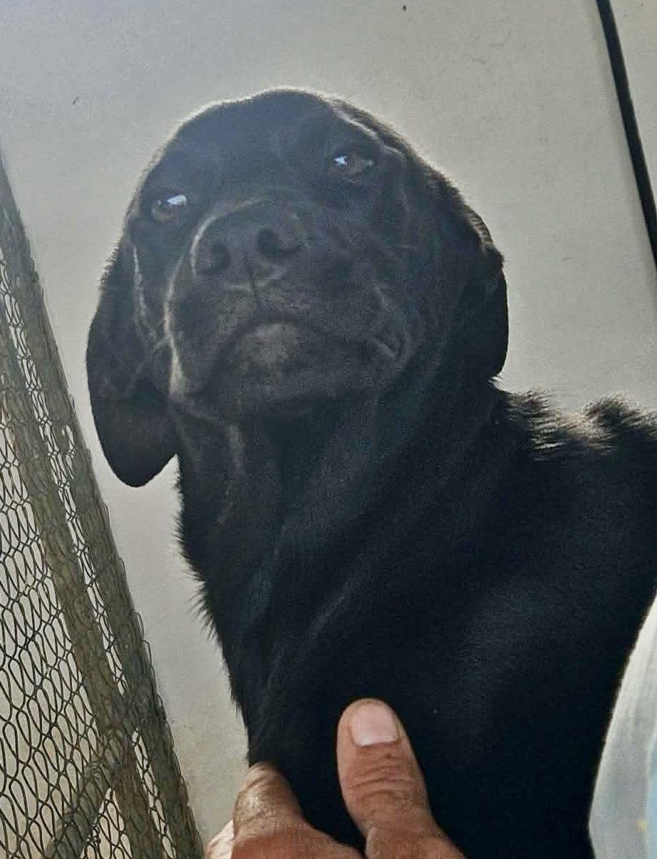 Rosie, Adopted, Puppy Female Labrador Retriever.