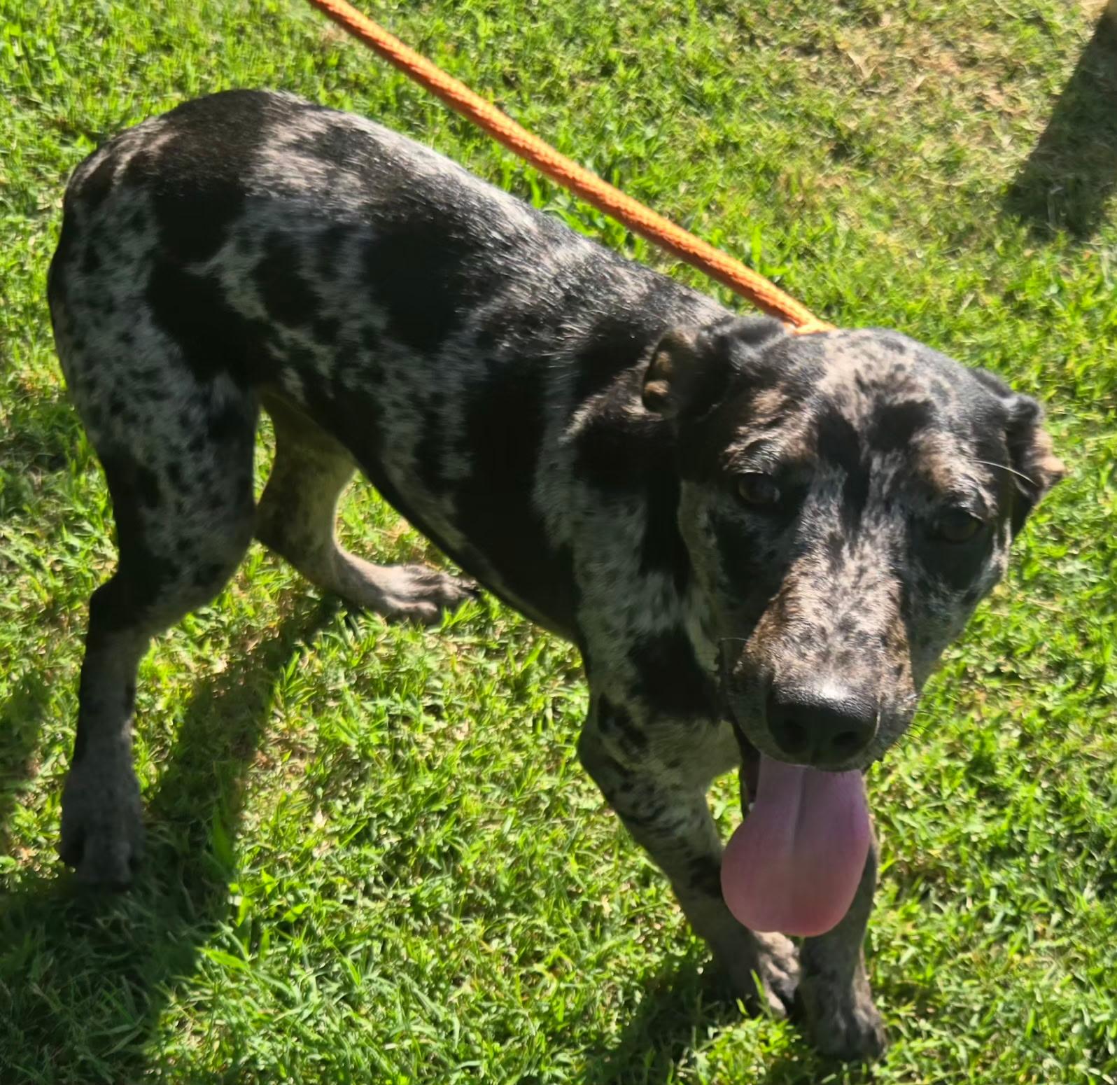 Enlarge SPIKE 425, a ADOPTABLE mixed breed in Milwaukee, WI image 6/6