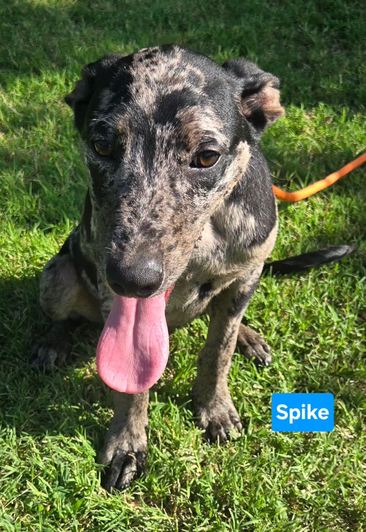 Enlarge SPIKE 425, a ADOPTABLE mixed breed in Milwaukee, WI image 3/6
