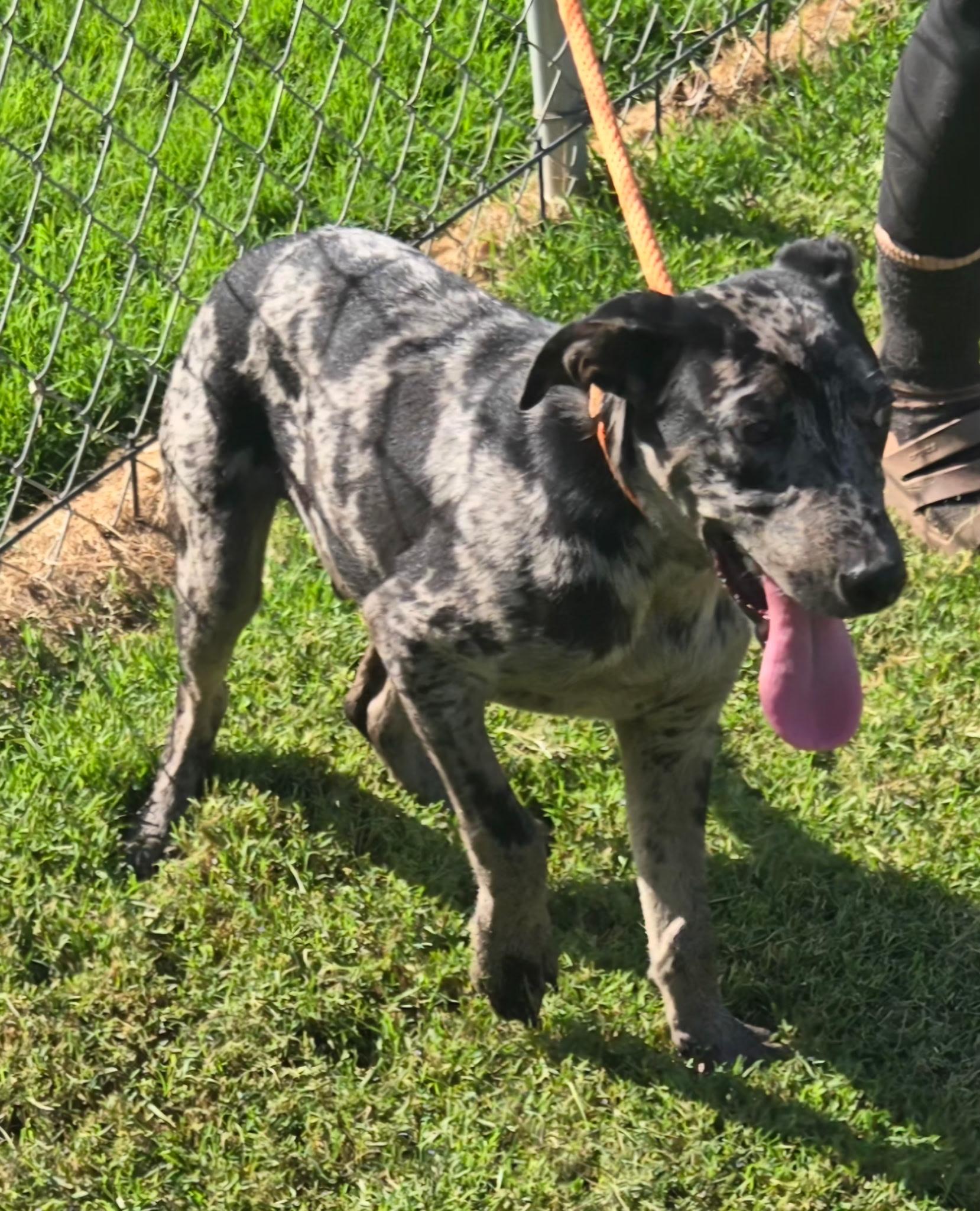 Enlarge SPIKE 425, a ADOPTABLE mixed breed in Milwaukee, WI image 2/6