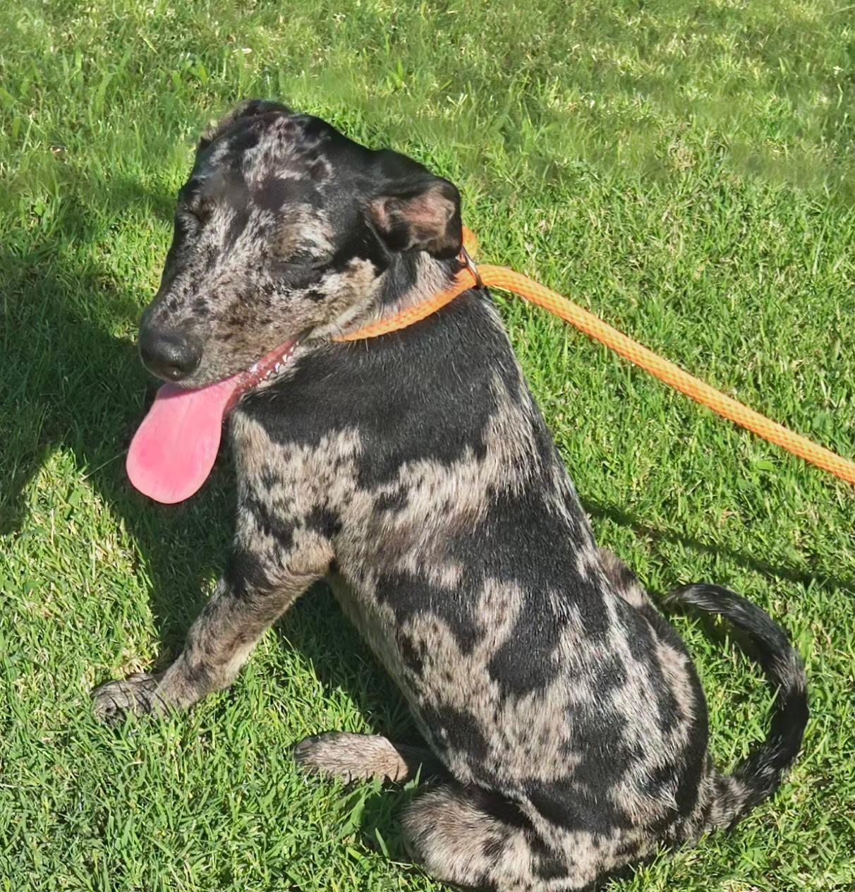 Enlarge SPIKE 425, a ADOPTABLE mixed breed in Milwaukee, WI image 5/6