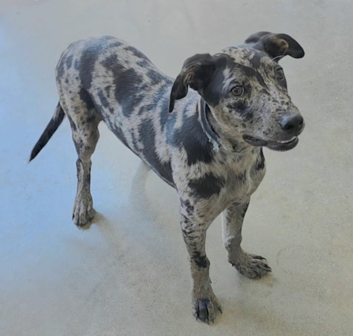 Enlarge SPIKE 425, a ADOPTABLE mixed breed in Milwaukee, WI image 1/6