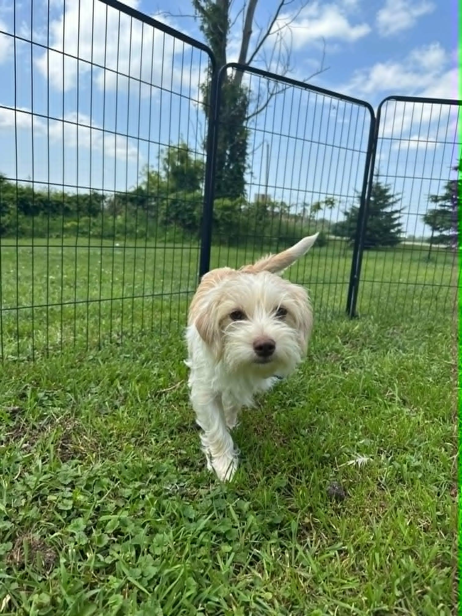 Cayenne, an adopted mixed breed in De Pere, WI image 2/3