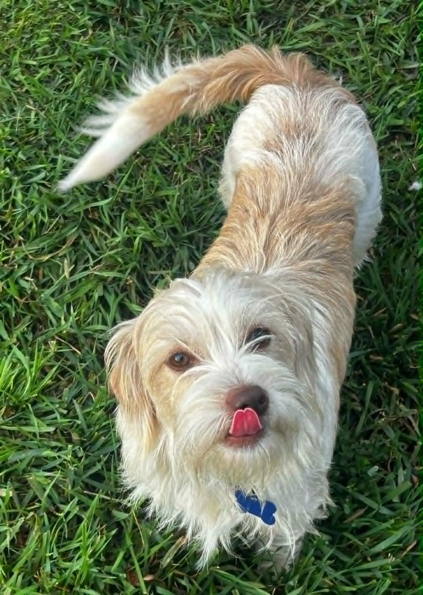 Cayenne, an adopted mixed breed in De Pere, WI image 3/3